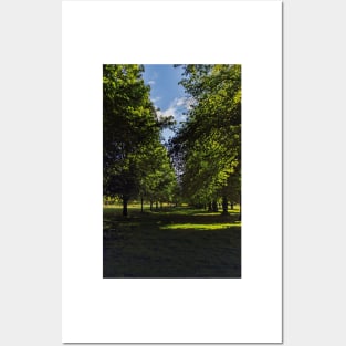 Avenue of trees Posters and Art